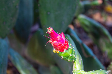 cactus flower