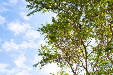 Fototapeta premium sky and tree