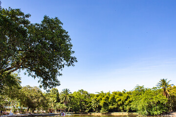 trees and sky