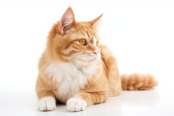 Naklejka na ściany i meble an orange and white cat sitting on a white floor looking at the camera. generative ai