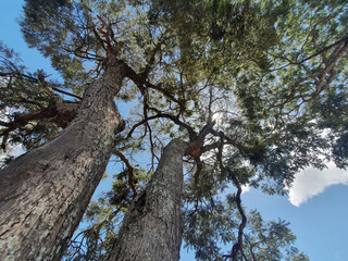 TRUNK OF TWO TREES THAT LOOK LIKE TWINS, WITH THEIR TRUNKS TALL, TOPS WITH GREEN LEAVES, LOOKING AT A BEAUTIFUL BLUE SKY, SUNNY, WITH FEW WHITE CLOUDS.