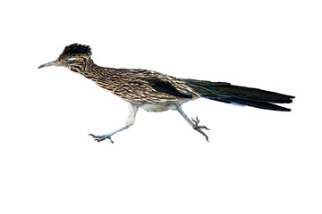  Greater Roadrunner (Geococcyx californianus) Photo, With Transparent Background, Racing After Some Prey - 587778574