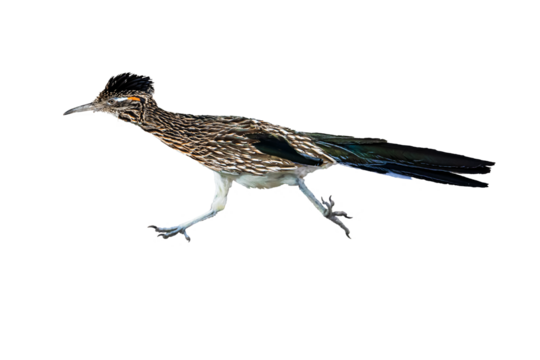  Greater Roadrunner (Geococcyx californianus) Photo, With Transparent Background, Racing After Some Prey