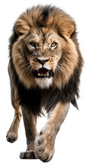 Obraz na płótnie Canvas lion running transparent background