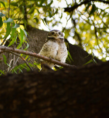 great horned owl