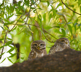 owl