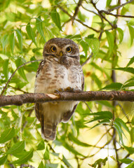 great horned owl