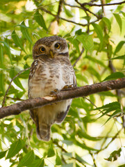 great horned owl