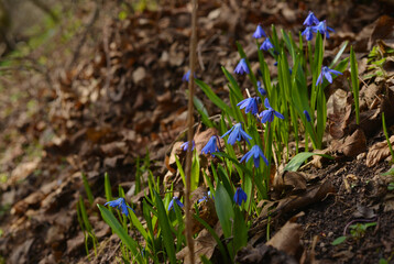 Beautiful blooming chionodoxa forbesii flowers