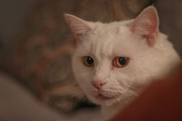 White cat looking at you