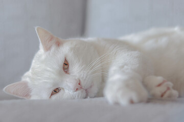 Fototapeta na wymiar White cat lying on a sofa