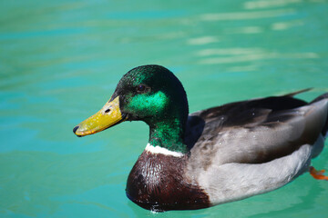 Green necked duck in the water