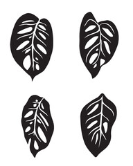 et of four Adam's Rib leaves. Beautiful Monstera leaves with little holes. Illustration isolated on transparent background