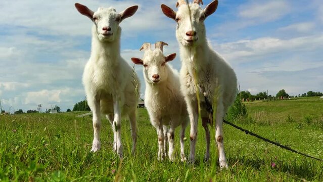 Milky-white goats walk on the green grass in the field. farming, walking pets in the field, the concept of healthy subsistence farming