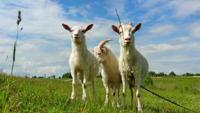Milky-white goats walk on the green grass in the field. farming, walking pets in the field, the concept of healthy subsistence farming