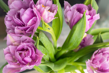 Obraz premium Bouquet of pink tulips. Springtime concept. Spring bright flowers. Floral romantic gift. Spring nature background. Purple flowers close up. Beauty in nature. Blooming tulips. 
