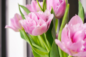 Bouquet of pink tulips. Springtime concept. Spring bright flowers. Floral romantic gift. Spring nature background. Purple flowers close up. Beauty in nature. Blooming tulips.  