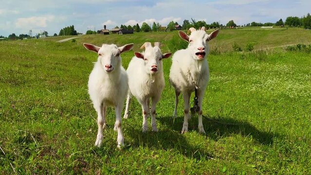 Milky-white goats walk on the green grass in the field. farming, walking pets in the field, the concept of healthy subsistence farming