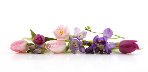 Flowers Tulip and Freesia isolated on white background. Bouquet of purple pink spring flowers.