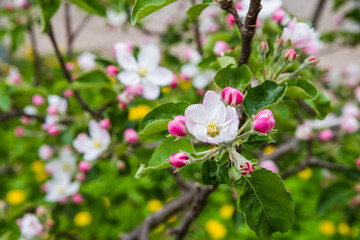 Fototapeta premium The apple tree is blooming. Spring gently pink flowers of an apple-tree.