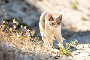 Naklejka na ściany i meble Stray calico cat standing outdoors on the Greek island Thasos