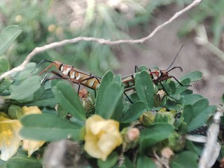 ant on a leaf
