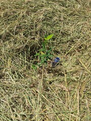 planting trees, Samburu county, Kenya