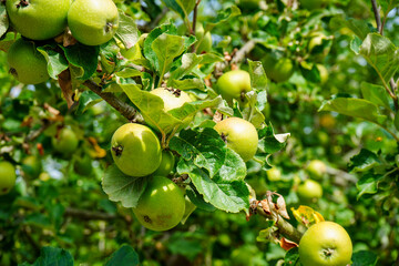 Close up of green apples growing in a apple tree   