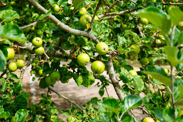 Close up of green apples growing in a apple tree   