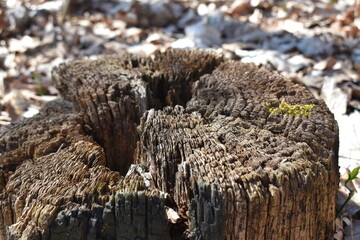 Fototapeta na wymiar tree stump texture