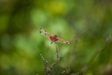A ruby meadowhawk dragonfly resting on a plant along the shores of a lake in northern Ontario.