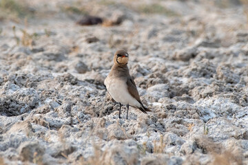 Collared pratincole or Glareola pratincola observed near Nalsarovar in India