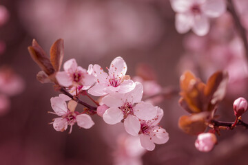Kwiaty wiśni japońskiej Sakura. Sezon wiosenny. Pastelowe kwiaty na dziko kwitnących drzewach. Wiosenny ogród. - obrazy, fototapety, plakaty