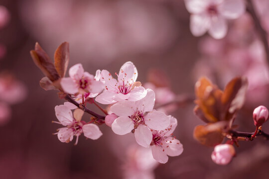 Kwiaty wiśni japońskiej Sakura. Sezon wiosenny. Pastelowe kwiaty na dziko kwitnących drzewach. Wiosenny ogród. © anettastar