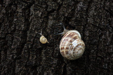 Baby snail and her mother climb up on a tree © Orhan Çam