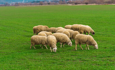 Obraz premium Sheep and rams graze on a green meadow