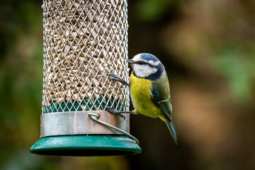 A blue tit perched on a sunflower seed bird feeder in a Sussex garden - Powered by Adobe
