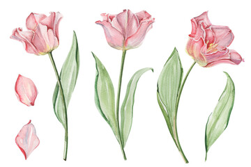 Watercolor set of realistic striped crown tulips. Pink spring isolated flowers oin vintage style.