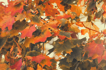 Orange leaf texture. Autumn maple leaves background. Fall landscape with bright colorful leaves. Beautiful maple foliage