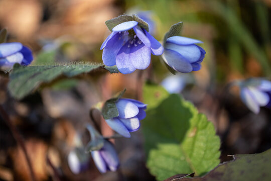 Anemone Hepatica nobilis blooms with blue flowers against the background of dry brown tree leaves in soft light with shadows front view