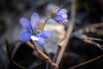 One opened and one not fully opened anemone hepatica nobilis blooms on dark dry leaves and branches...