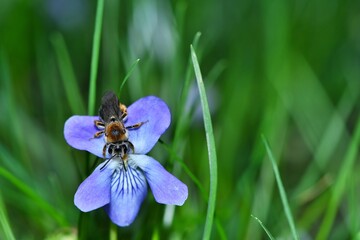 Samica pszczoły pszczolinki wiosennej (Andrena haemorrhoa) na kwiatku fiołka ogrodowego (Viola sp.) - obrazy, fototapety, plakaty