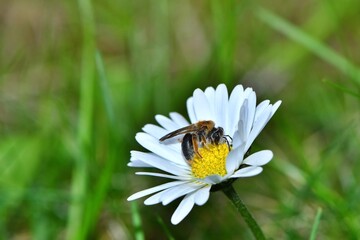Samica pszczoły pszczolinki wiosennej (Andrena haemorrhoa) na kwiatku stokrotki pospolita (Bellis perennis)