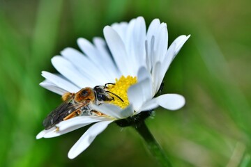 Samica pszczoły pszczolinki wiosennej (Andrena haemorrhoa) na kwiatku stokrotki pospolita (Bellis perennis)