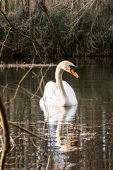 Schwan im Herbstlicht
