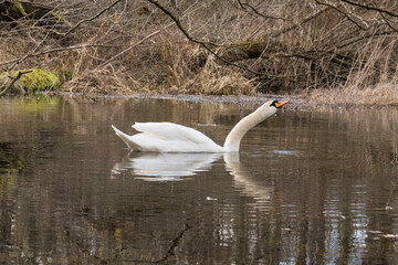 swimming swan