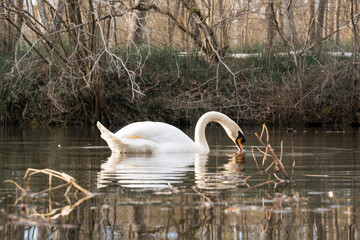 Schwan auf dem Waldsee