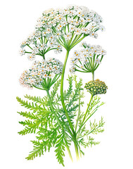 Yarrow (Achillea millefolium) plant isolated on white background. Generative AI illustration in realistic watercolor