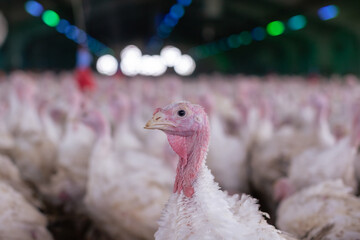 turkey farm. turkey close-up. turkey rearing concept