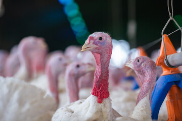 turkey farm. turkey close-up. turkey rearing concept